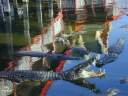 crocodiles_02.jpg