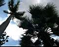nature_Bangkok_01.jpg