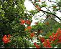 nature_MeuangBoran_01.jpg